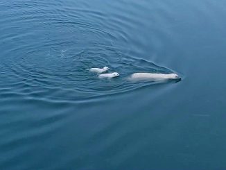 'Polar Bear' imagen del documental