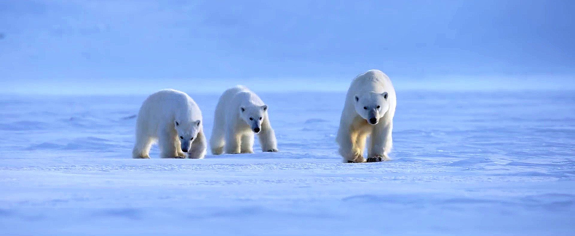 Tres osos del documental de 'Polar Bear'